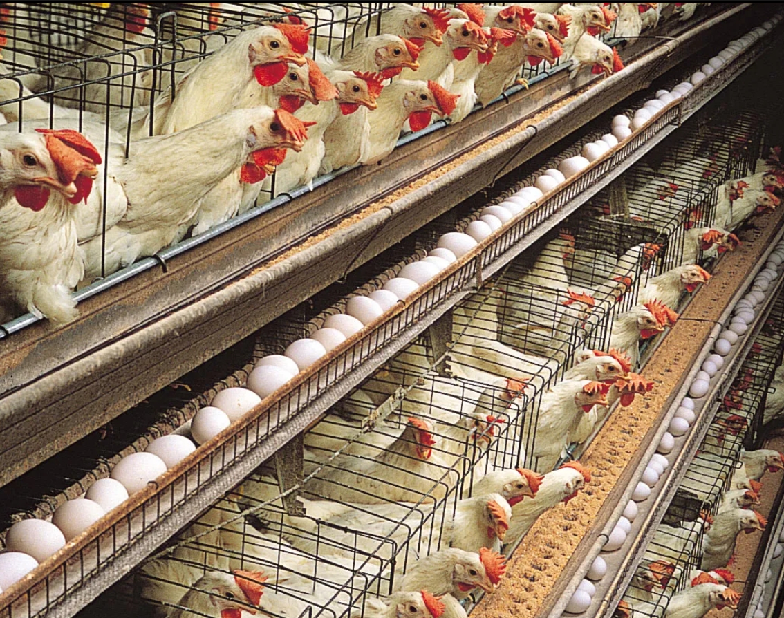 DPS placeholder image. Replace with poultry farm image and add descriptive alt text.