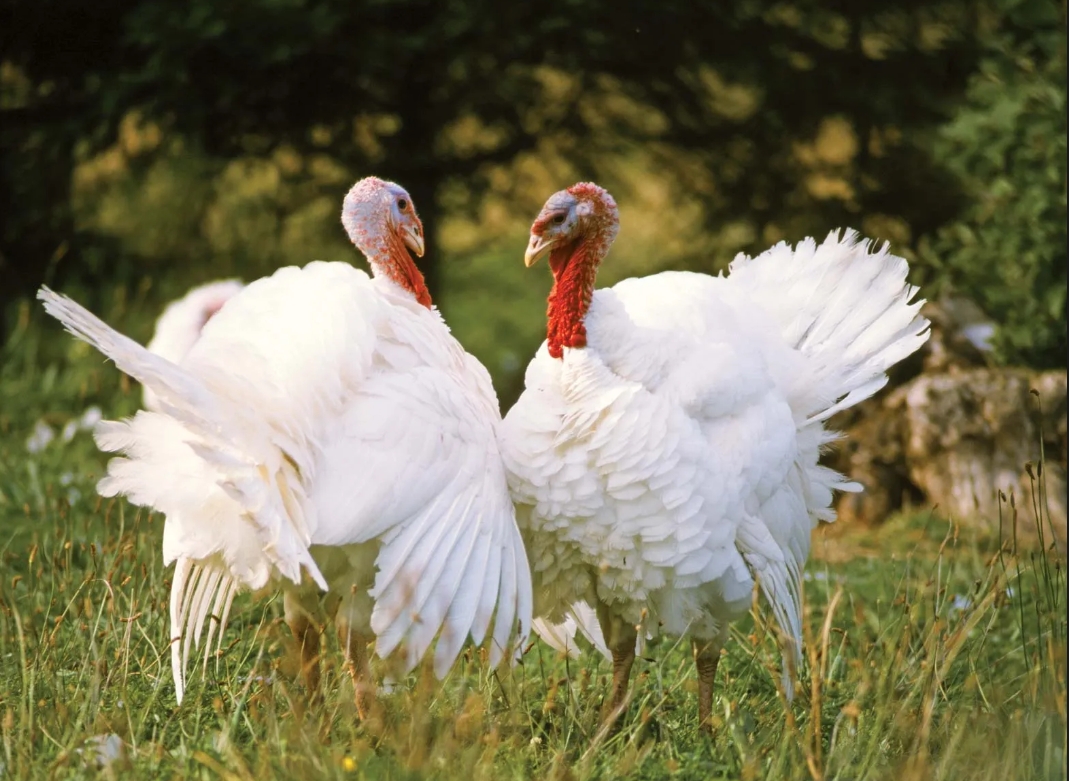 DPS placeholder image. Replace with poultry operations image and add descriptive alt text.