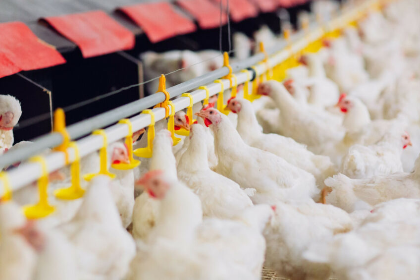DPS placeholder image. Replace with poultry house image and add descriptive alt text.