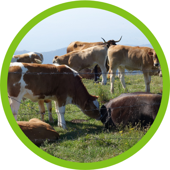DPS placeholder image. Replace with dairy farm image and add descriptive alt text.